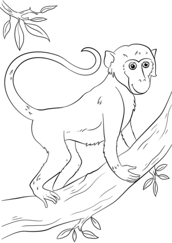 Cartoon Monkey On Tree Coloring Page